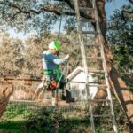 Understanding When and Why Trees Need Professional Care