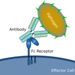 2-9-Therapeutic-Fc-Characterization-Services-1