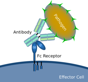 2-9-Therapeutic-Fc-Characterization-Services-1