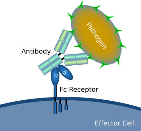 2-9-Therapeutic-Fc-Characterization-Services-1