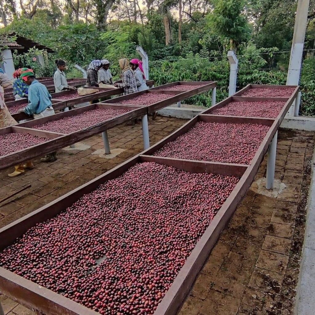 coffee beans supplier in Dubai