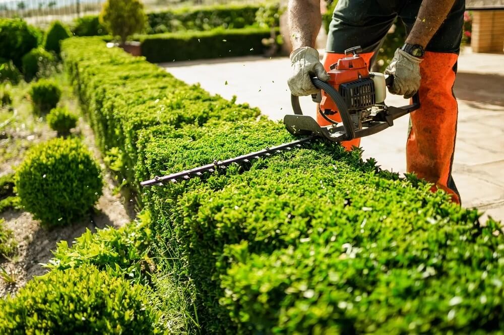 Hedge Trimming