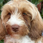 Australian-Labradoodles-for-Sale-in-San-Francisco-Bay-Area-2-converted-from-webp