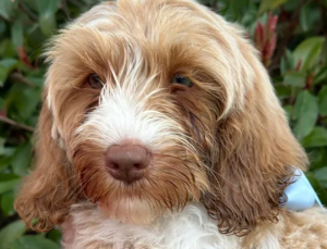Australian-Labradoodles-for-Sale-in-San-Francisco-Bay-Area-2-converted-from-webp