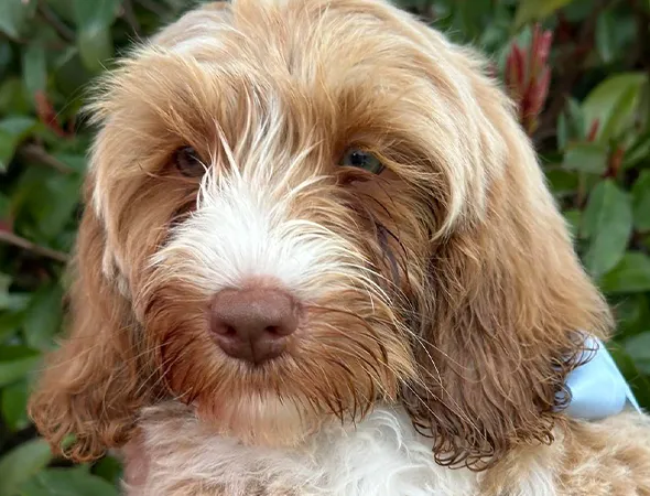 Australian-Labradoodles-for-Sale-in-San-Francisco-Bay-Area-2-converted-from-webp