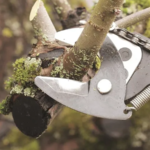 Emergency-tree-removal-services-in-Navasota-TX-1-converted-from-webp