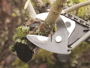 Emergency-tree-removal-services-in-Navasota-TX-1-converted-from-webp