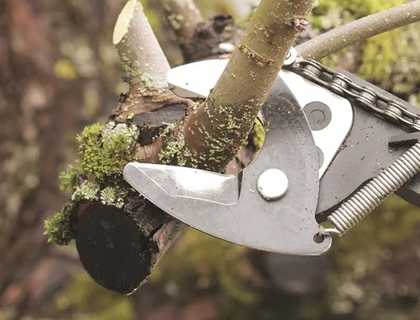 Emergency-tree-removal-services-in-Navasota-TX-1-converted-from-webp
