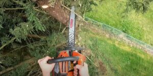 Tree Trimming