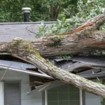 tree removal services Colleyville TX