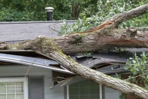 tree removal services Colleyville TX