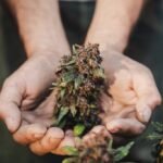 zombie breath weed