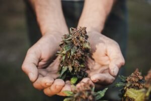 zombie breath weed