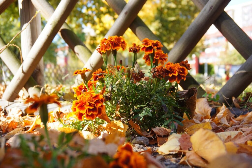 fall
