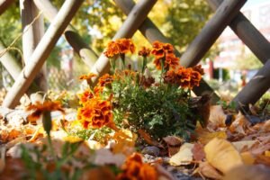 fall