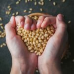 Soyabeans Dealers in India managing farm sourcing and delivery
