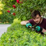 Hedge Removal