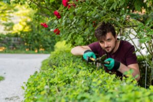 Hedge Removal